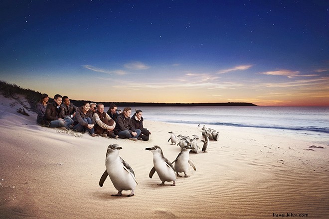 Les merveilles d Oz :défilés de pingouins, Découvertes gourmandes et merveilles hors réseau 